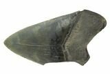 Serrated, Partial Fossil Megalodon Tooth - South Carolina #125258-1